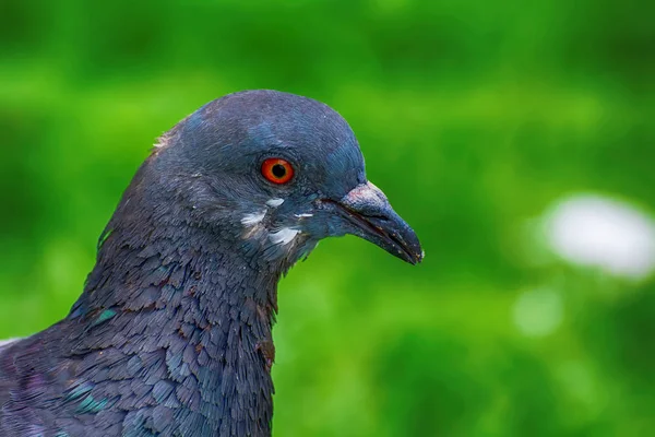 Pombo Gramado Parque — Fotografia de Stock