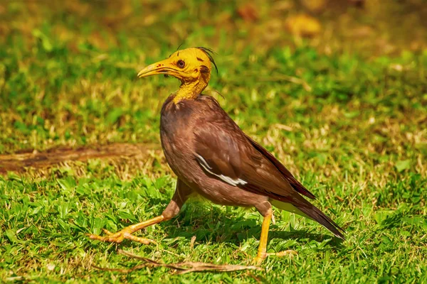 Oiseau Sur Pelouse Dans Jardin — Photo