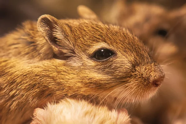 Een Gerbil Genaamd Woestijn Ratten Een Klein Zoogdier — Stockfoto