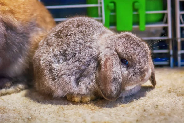 Nyúl Barna Apró Emlősök Bunny Egy Köznapi Neve Egy Nyúl — Stock Fotó