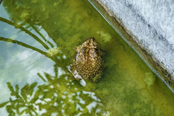Der Frosch Teich Park — Stockfoto
