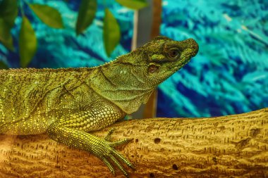 Bir orman modeli ağacında üzerinde Sailfin kertenkele.