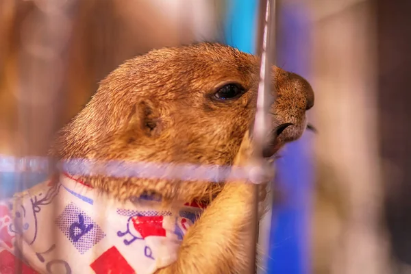 Prairie Hunden Bur Det Små Däggdjur Samma Familj Som Ekorrar — Stockfoto