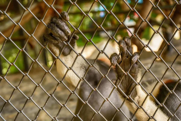 Duk Langur Ręce Trzymają Klatki — Zdjęcie stockowe