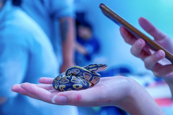 Had Populární Pet Thajsku — Stock fotografie