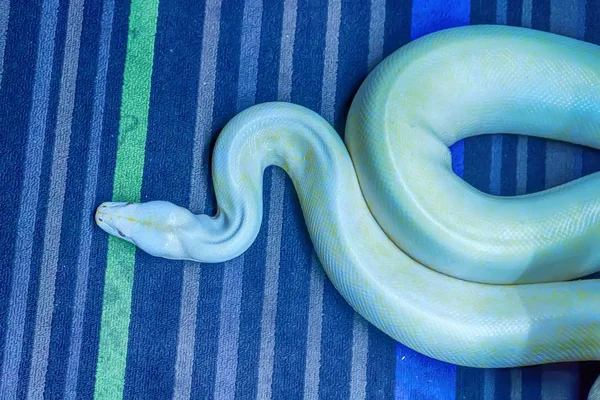 Albino Burmesiska Python Uppkrupen Dess Tama Husdjur — Stockfoto