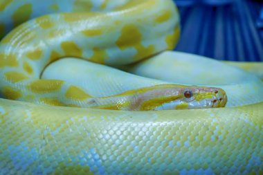 Albino Birmanya python kıvrılmış. Onun pet uysal.