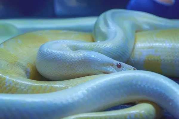 Albino Birmanya Python Kıvrılmış Onun Pet Uysal — Stok fotoğraf