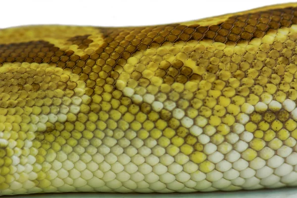 Detaljerade Nära Upp Grön Burmesiska Python — Stockfoto