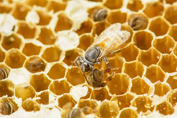 Api Ları Florea Yuvası Bir Embriyo Yetişkin Tatlı Oluşur Api — Stok fotoğraf