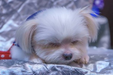 Köpek bir sandalyede uyurum. Şirin.