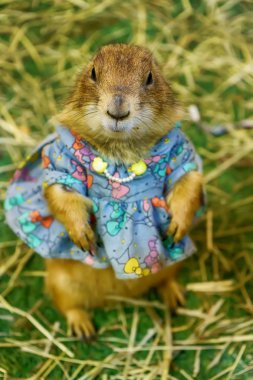 Bozkır köpek pozlar fotoğraf vardır. Bu küçük memeliler, sincap aynı aile bulunmaktadır.