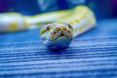 Albino Birmanya python kıvrılmış. Onun pet uysal.