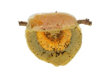 API'ları florea yuvası bir embriyo, Yetişkin ve tatlı su oluşur. API'ları florea veya cüce bal arısı, küçük iki tür biridir.