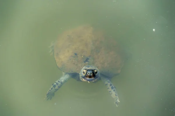 Tortuga Marrón Agua Dulce Estanque —  Fotos de Stock