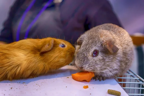 Porco Índia Cobaia Doméstica Também Conhecido Como Cavy Ele Jaula — Fotografia de Stock