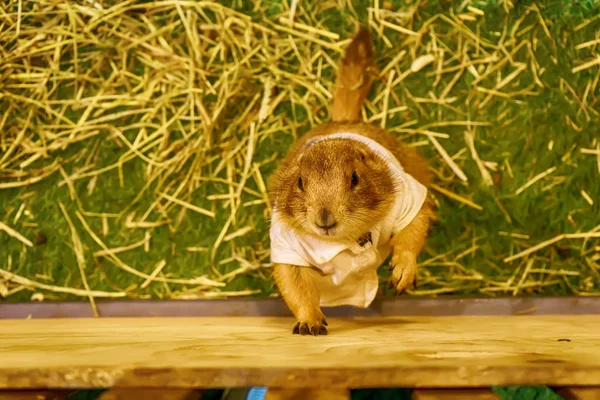 Prairie Dog Pozach Fotografii Małe Ssaki Tej Samej Rodziny Wiewiórki — Zdjęcie stockowe