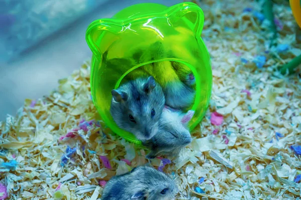 Yağlı kuyruklu fare bir kemirgen olduğunu. O uyuyor.