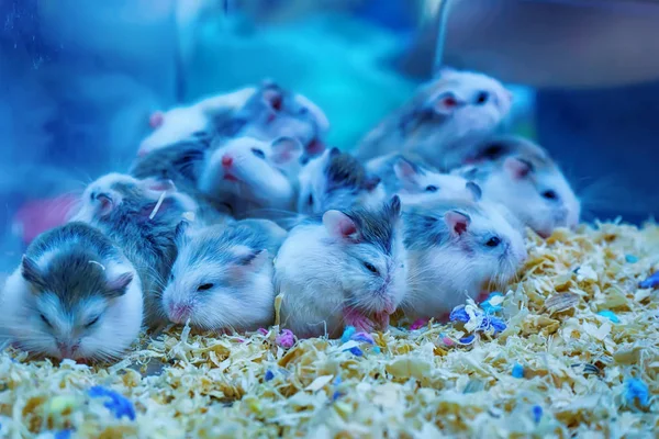 Yağlı kuyruklu fare bir kemirgen olduğunu. O uyuyor.