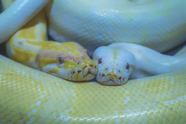 Albino burmese python is curled up. Its pet tame.