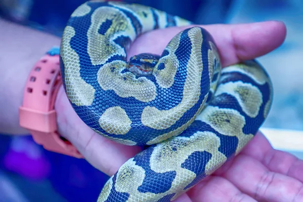 Змея Популярное Животное Таиланде — стоковое фото