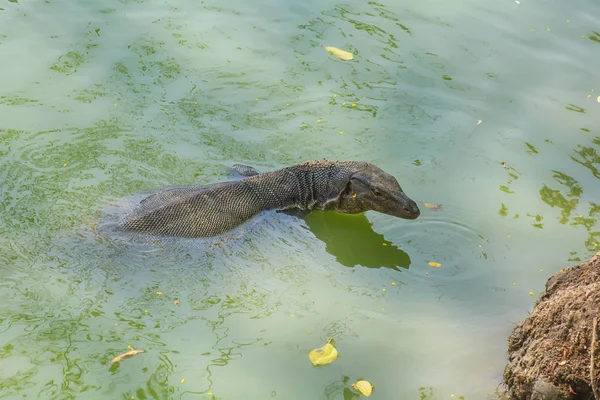 ヴァラヌス ザルヴァトールは公園の沼で泳いでください — ストック写真