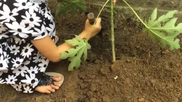 Flicka Planterar Träd Det Papaya — Stockvideo