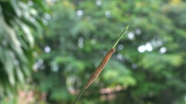 Caterpillar üzerindeki doğa arka plan üzerinde yaprak.