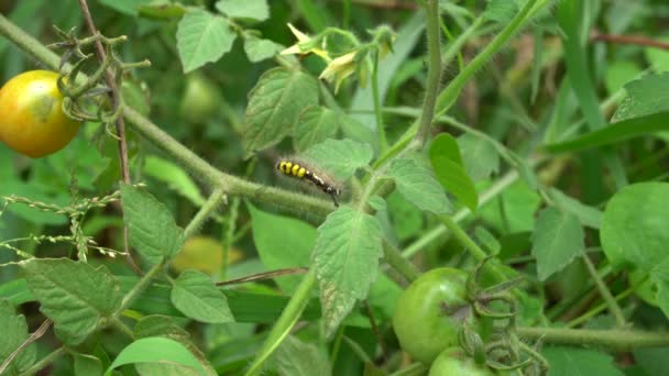 Гусениця Метеликів Ходить Дереві — стокове відео