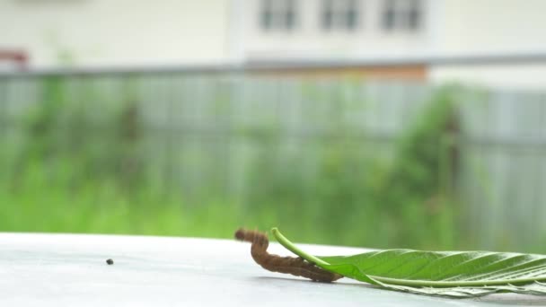 Chenille Marche Sur Des Feuilles Sur Fond Métallique — Video