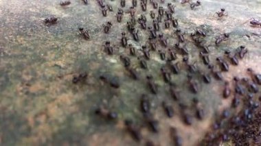 Siyah karıncalar kalabalık ormanın içinde yuva hamle hareket ediyor.