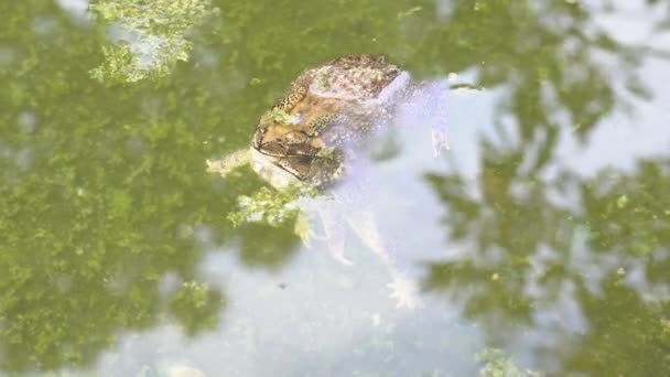 Sapo São Sobreviver Morte Por Estar Nas Costas Sapo Morto — Vídeo de Stock