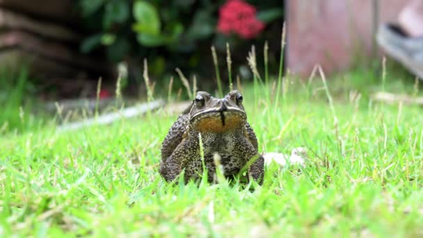 自然背景の草にポーズをとっているヒキガエル — ストック動画