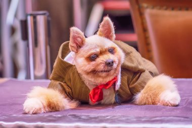 Tatlı köpek. Bu insanın en iyi dostu.