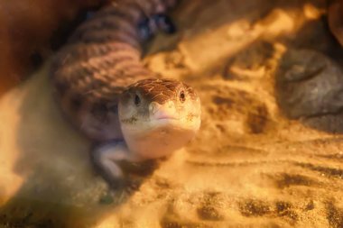 Mavi dilli skink çöl yarı orman kumda yaşayan.