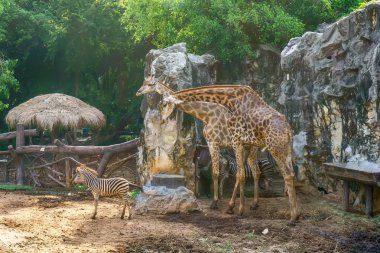 Zürafa ve zebra bir orman modeli.