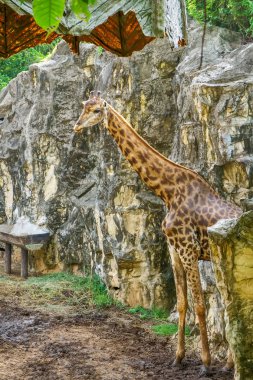 Bir orman modelinde zürafa.