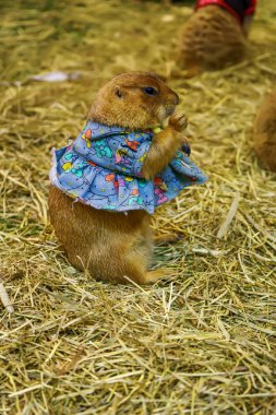 The prairie dog are eating food. It's small mammals, are in the same family as squirrels. clipart
