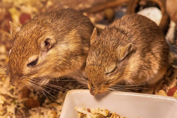 Bir fare ya da denilen çöl fareleri şey küçük bir memeli.
