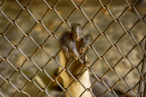 Red Shanked Douc Langur Hands Holding Cage — Stok Foto