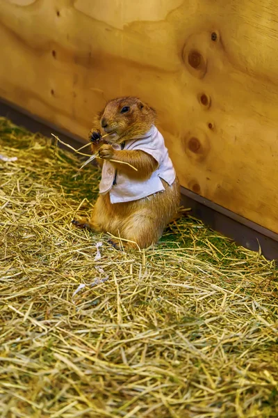 The prairie dog are eating food. It\'s small mammals, are in the same family as squirrels.