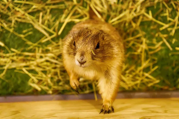 Prairie Dog Son Poses Fotografía Son Mamíferos Pequeños Están Misma —  Fotos de Stock