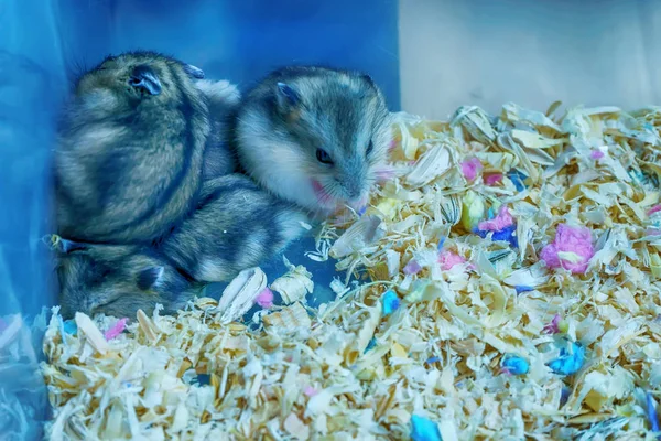 Gerbil Cauda Gorda Roedor Está Dormindo — Fotografia de Stock