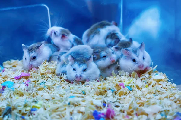 Gerbil Cauda Gorda Roedor Está Dormindo — Fotografia de Stock