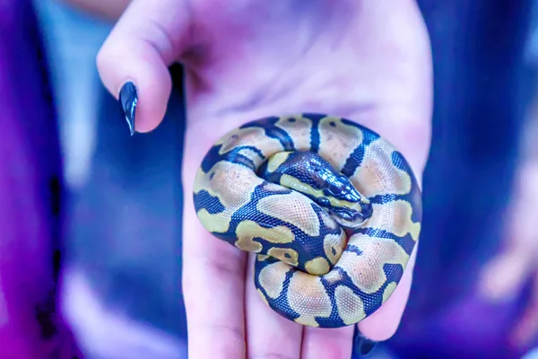 蛇はタイで人気のペット — ストック写真