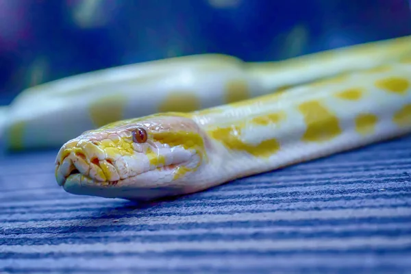 Albino Burmesiska Python Uppkrupen Dess Tama Husdjur — Stockfoto