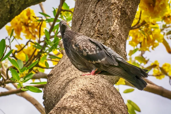 在自然界背景中树枝上的鸽子 — 图库照片