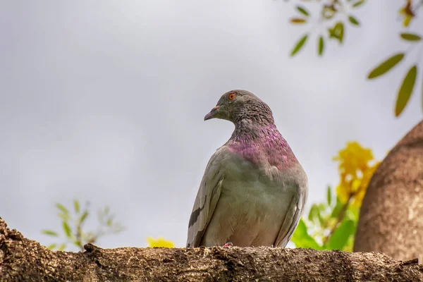 Pigeon Sur Branche Dans Fond Nature — Photo