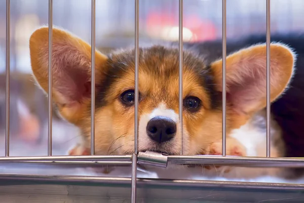Hundar Gråter Eftersom Ensamhet Sorg Buren — Stockfoto