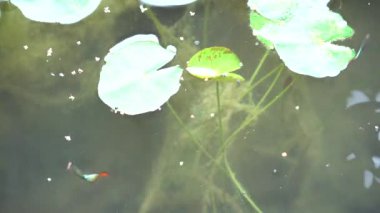 Birçok balık lotus gölet yemek yiyorsun.